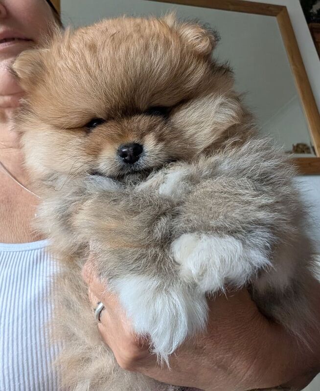 Pomeranian puppies for sale in Swindon, Wiltshire – 3 months old