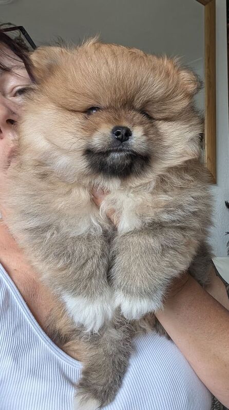 Pomeranian puppies for sale in Swindon, Wiltshire – 3 months old - Image 2 of 3