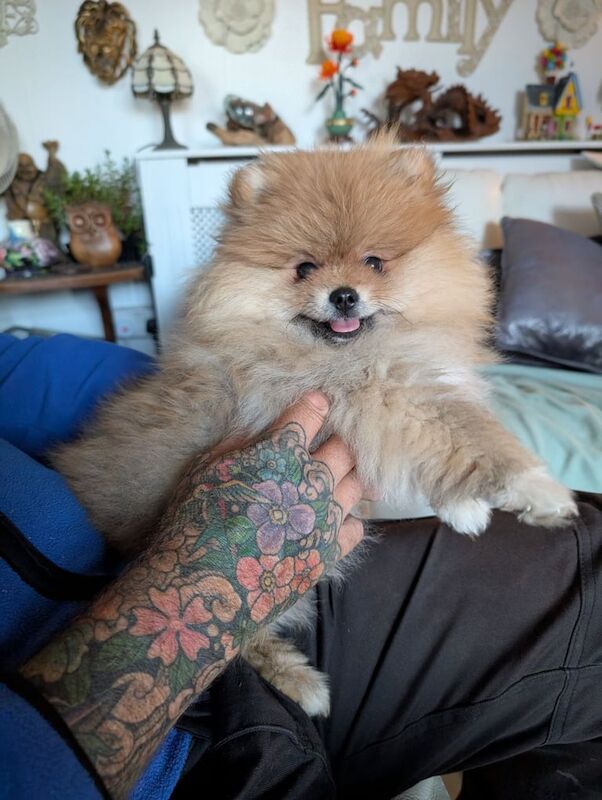 Pomeranian puppies for sale in Swindon, Wiltshire – 3 months old - Image 3 of 3