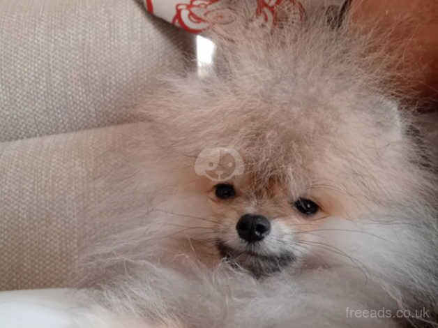 Stunning male pomeranian for sale in Norwich, Norfolk - Image 1