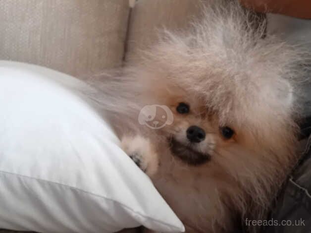 Stunning male pomeranian for sale in Norwich, Norfolk - Image 2