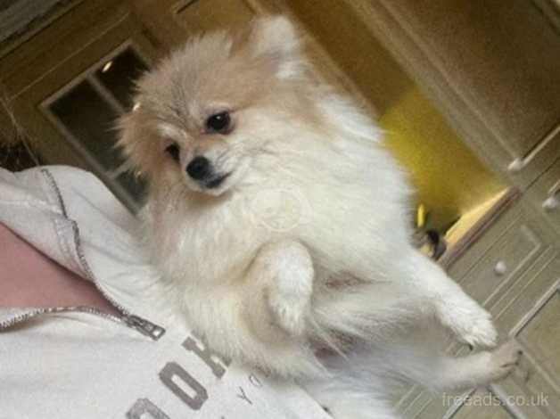 Pomeranian puppies for sale in Doncaster, South Yorkshire – 2 years old - Image 2 of 3