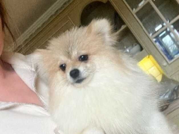 Pomeranian puppies for sale in Doncaster, South Yorkshire – 2 years old - Image 3 of 3