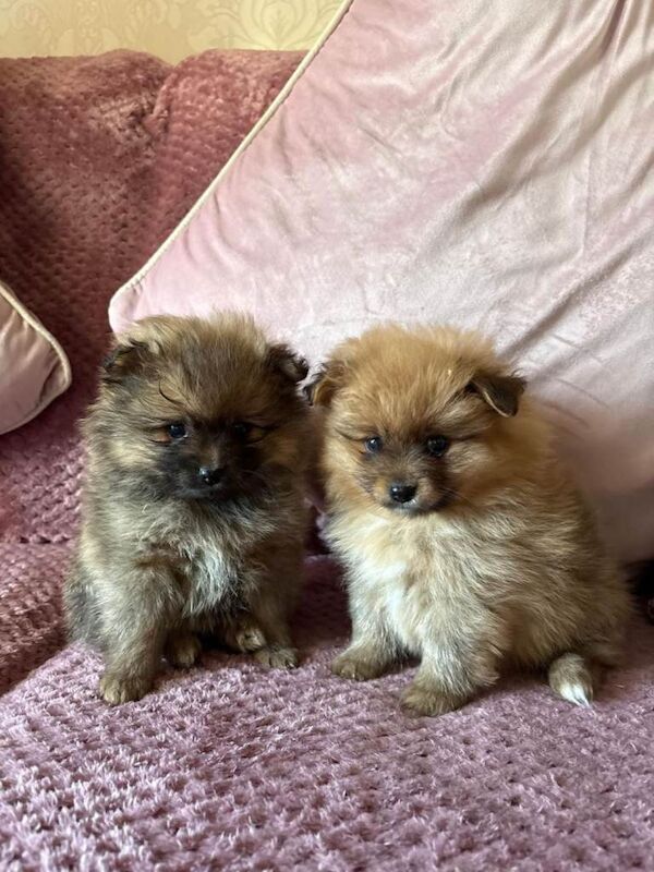 Pomeranian Puppies For Sale Under £1,000