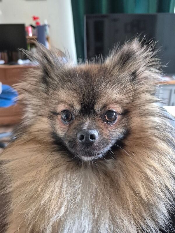 Pomeranian puppies for sale in Worcester, Worcestershire – 1 year old