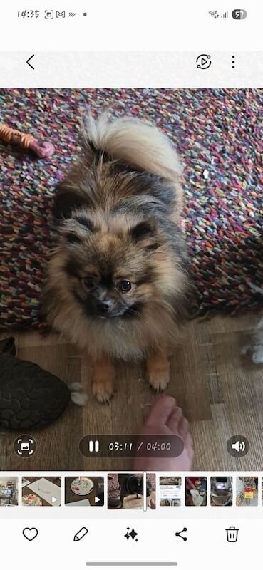Pomeranian puppies for sale in Worcester, Worcestershire – 1 year old - Image 2 of 5
