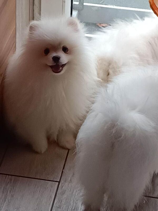 Pomeranian puppies for sale in Oldham, Greater Manchester – 5 months old - Image 2 of 4