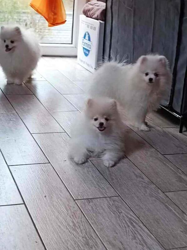 Pomeranian puppies for sale in Oldham, Greater Manchester – 5 months old - Image 4 of 4