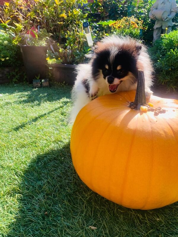 Pomeranian puppies for sale in Llanrumney, South Glamorgan – KC registered, 4 months old