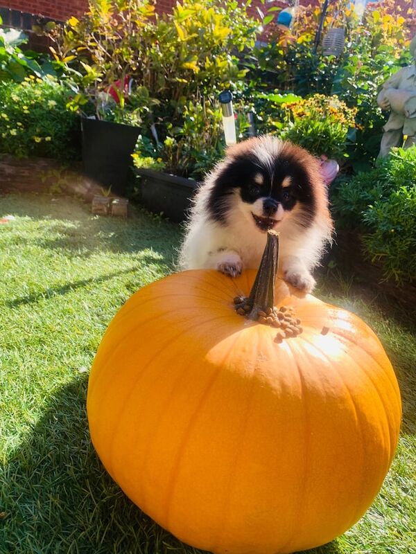 Pomeranian puppies for sale in Llanrumney, South Glamorgan – KC registered, 4 months old - Image 2 of 3