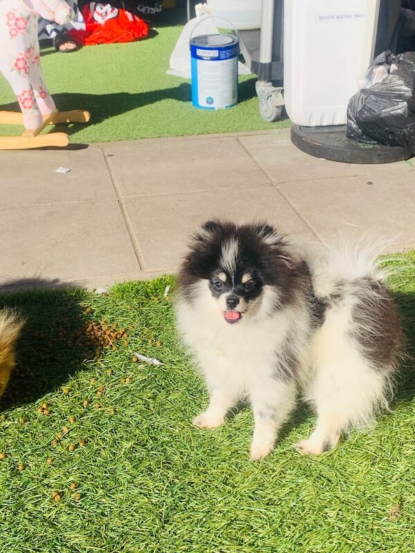 Pomeranian puppies for sale in Llanrumney, South Glamorgan – KC registered, 4 months old - Image 3 of 3
