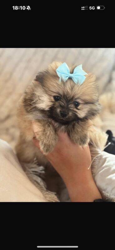 Stunning Pomeranian puppies - Image 2 of 3