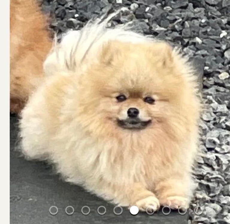 Stunning Pomeranian puppies - Image 3 of 3