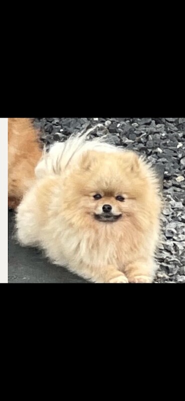 Pomeranian Puppies For Sale Under £1,000