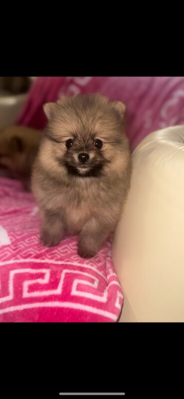 Stunning Pomeranian puppies - Image 3 of 3