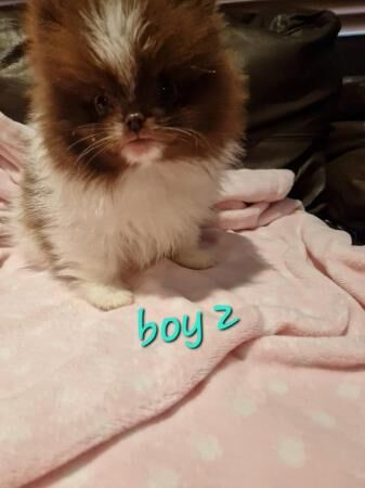 Pomeranian puppies for sale in Antrim, Northern Ireland > County Antrim – 1 year old - Image 1 of 5