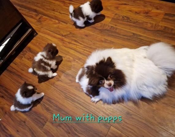 Pomeranian puppies for sale in Antrim, Northern Ireland > County Antrim – 1 year old - Image 2 of 5