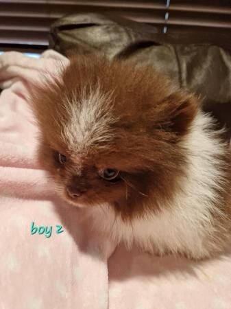 Pomeranian puppies for sale in Antrim, Northern Ireland > County Antrim – 1 year old - Image 3 of 5