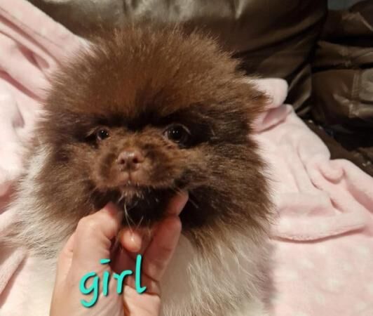 Pomeranian puppies for sale in Antrim, Northern Ireland > County Antrim – 1 year old - Image 4 of 5