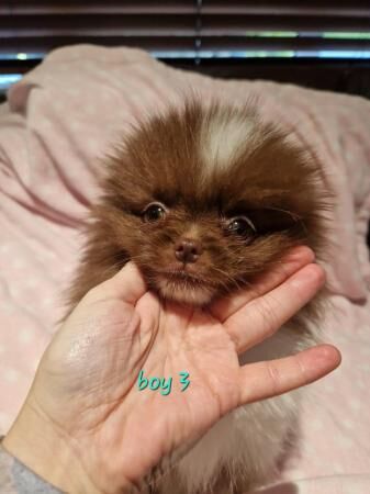Pomeranian puppies for sale in Antrim, Northern Ireland > County Antrim – 1 year old - Image 5 of 5
