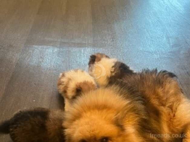 Pomeranian puppies for sale in Cambridge, Cambridgeshire – 1 year old - Image 2 of 5
