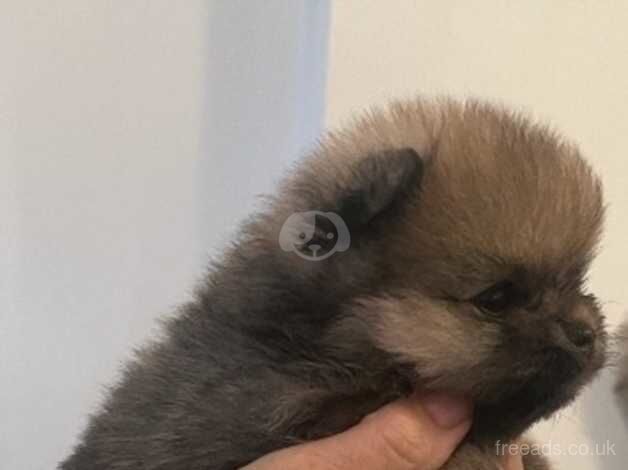 Pomeranian puppies for sale in Cambridge, Cambridgeshire – 1 year old - Image 5 of 5