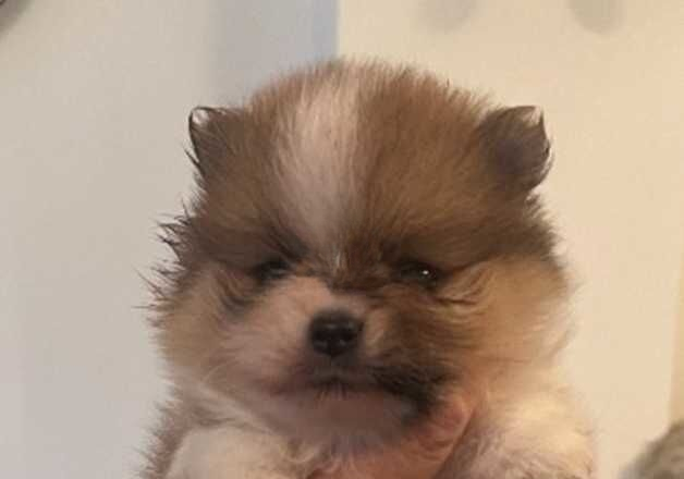 Pomeranian puppies for sale in Wisbech, Cambridgeshire – 1 year old - Image 2 of 2