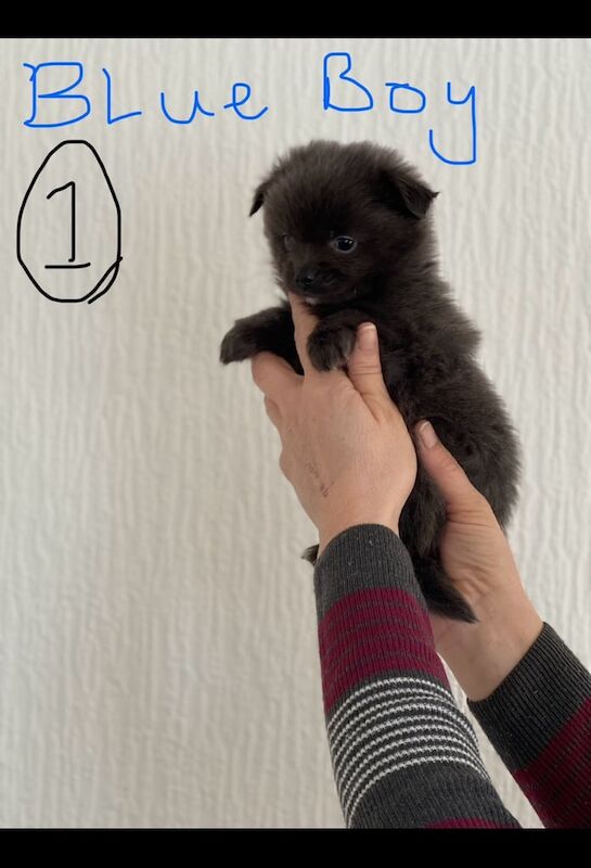 Pomeranian puppies for sale in Southport, Merseyside – 1 year old - Image 3 of 3