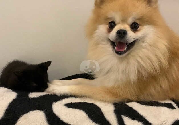 Pomeranian puppies for sale in Glasgow, Glasgow City – 8 months old - Image 1 of 3