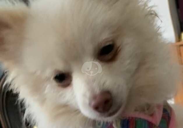 Pomeranian puppies for sale in Glasgow, Glasgow City – 8 months old - Image 3 of 3