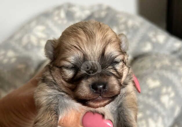 Pomeranian puppies for sale in Glasgow, City of Glasgow – 1 year old - Image 2 of 5