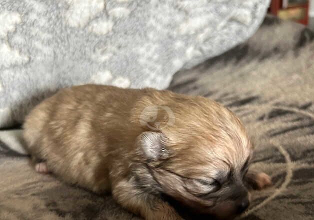 Pomeranian puppies for sale in Glasgow, City of Glasgow – 1 year old - Image 3 of 5