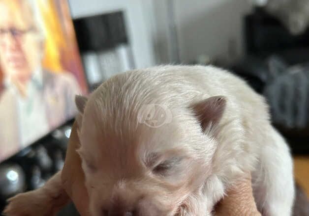 Pomeranian puppies for sale in Glasgow, City of Glasgow – 1 year old - Image 4 of 5