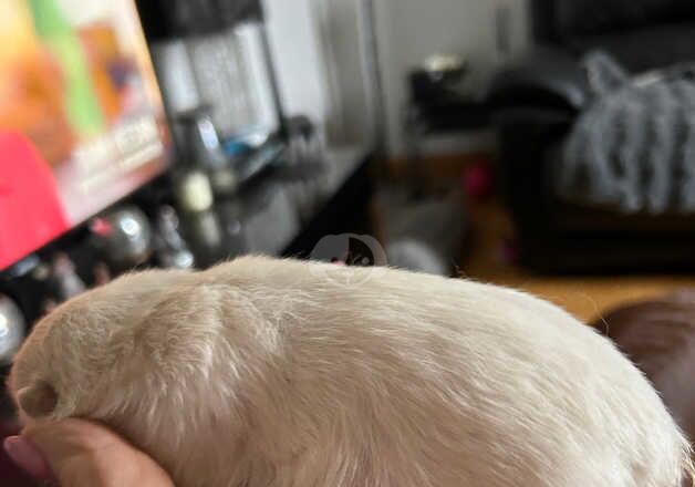 Pomeranian puppies for sale in Glasgow, City of Glasgow – 1 year old - Image 5 of 5