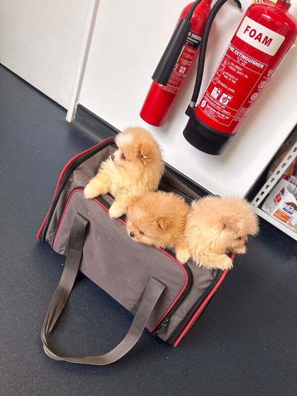 Stunning Pomeranian Pups