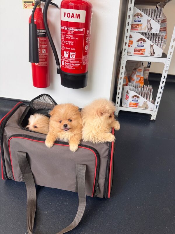 Stunning Pomeranian Pups - Image 2 of 10