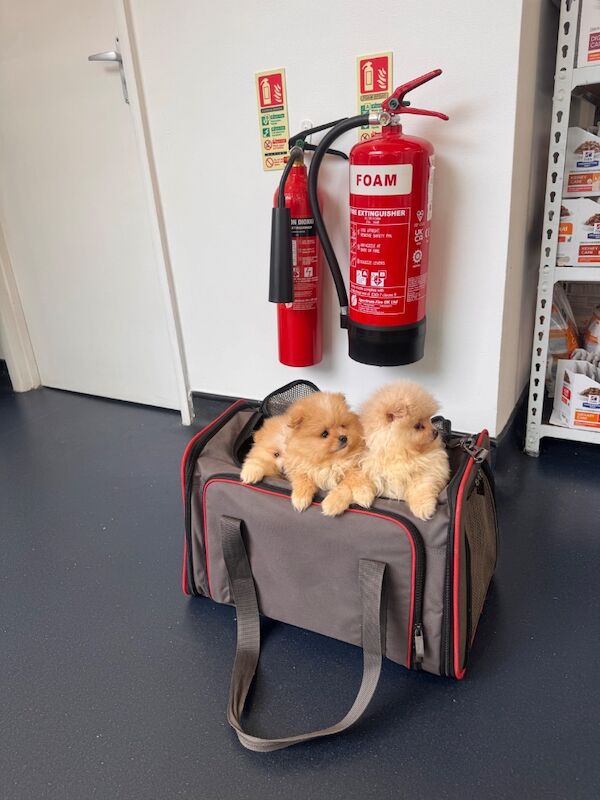 Stunning Pomeranian Pups - Image 3 of 10