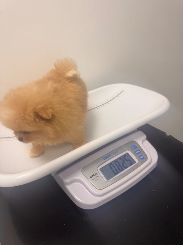 Stunning Pomeranian Pups - Image 4 of 10