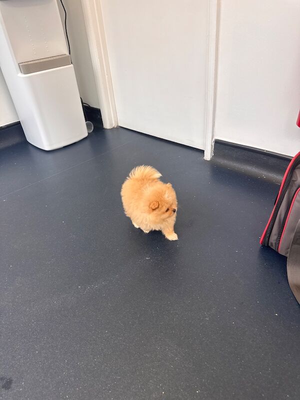Stunning Pomeranian Pups - Image 5 of 10