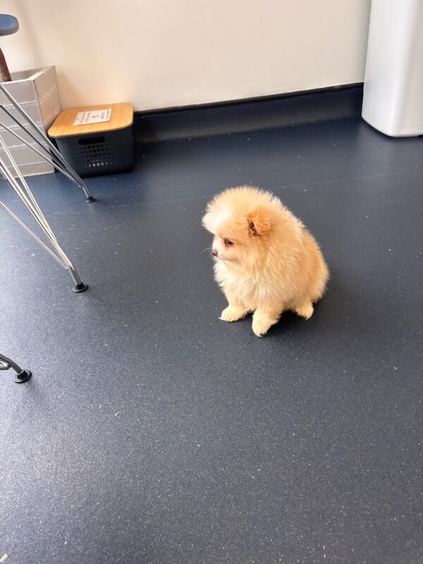 Stunning Pomeranian Pups - Image 6 of 10