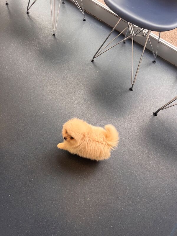 Stunning Pomeranian Pups - Image 7 of 10