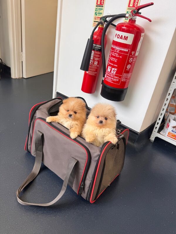 Stunning Pomeranian Pups - Image 8 of 10