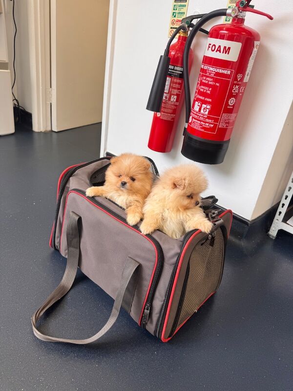 Stunning Pomeranian Pups - Image 10 of 10