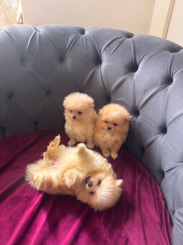 Stunning Pomeranian Pups (teddy bear)