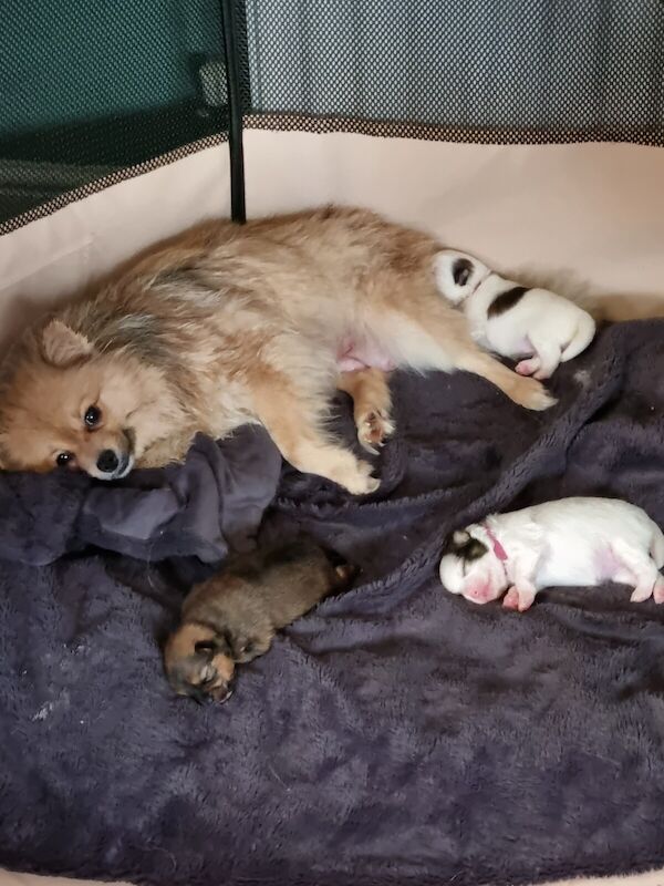 Pomeranian puppies for sale in Exeter, Devon – 12 months old - Image 2 of 3