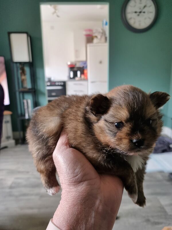 Pomeranian puppies for sale in Exeter, Devon – 12 months old - Image 3 of 3