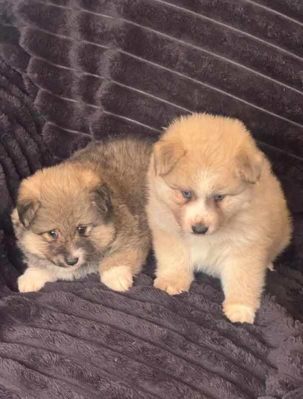 Stunning pomski puppies