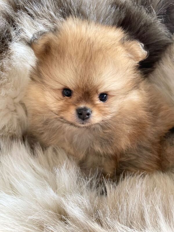 Stunning tiny kc boy puppys available