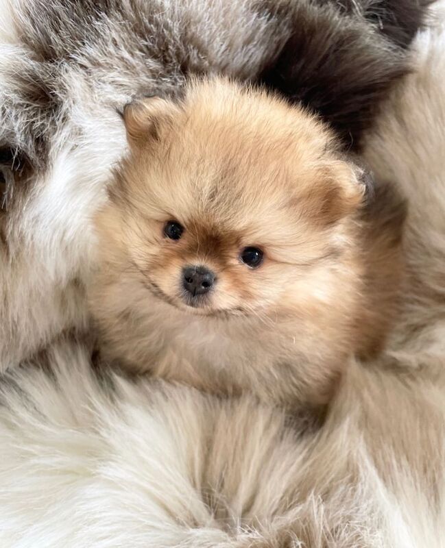 Stunning tiny kc boy puppys available - Image 2 of 4