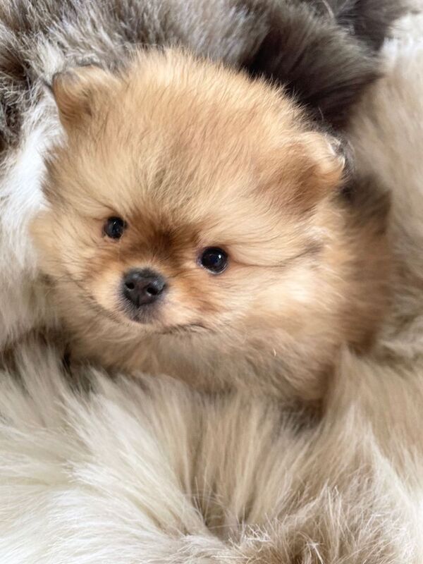 Stunning tiny kc boy puppys available - Image 3 of 4